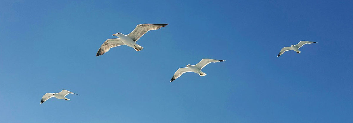 SEAGULL［シーガル］